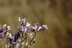 Limonium platyphyllum