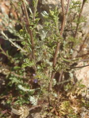 Oncosiphon pilulifer