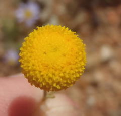 Oncosiphon pilulifer