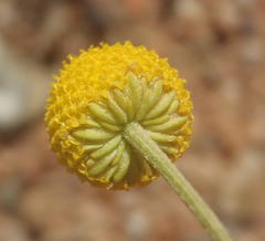 Oncosiphon pilulifer