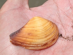 Corbulidae