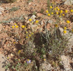 Oncosiphon pilulifer