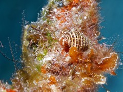 Phimochirus holthuisi