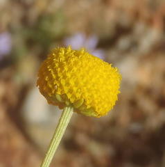 Oncosiphon pilulifer