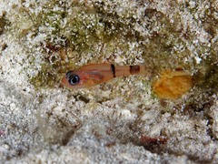 Apogon townsendi