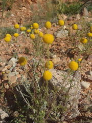 Oncosiphon pilulifer