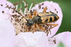 Xestoleptura