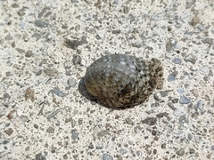 Nerita albicilla