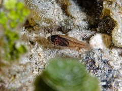 Phaeoptyx conklini