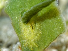 Thersandrus compressus