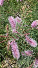 Mimosa dysocarpa