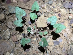 Erodium texanum