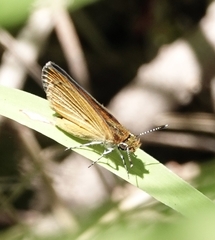 Ancyloxypha numitor