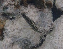 Amblygobius
