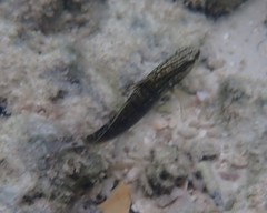 Amblygobius