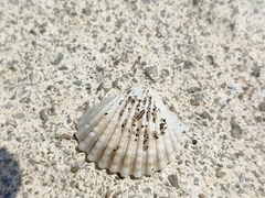 Tegillarca granosa