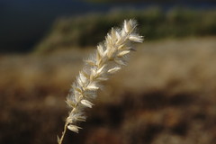 Melica transsilvanica