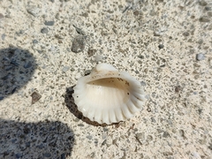 Tegillarca granosa