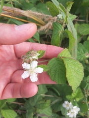 Rubus caesius