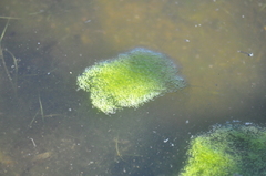 Chironomidae