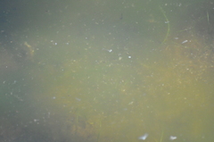 Chironomidae