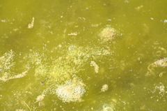 Chironomidae