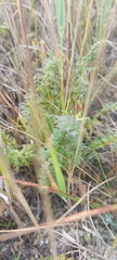 Pedicularis rubens