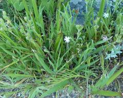 Silene