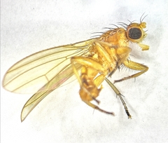 Suillia bicolor