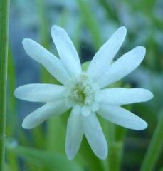 Silene