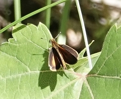 Ancyloxypha numitor