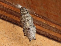 Nymphalis