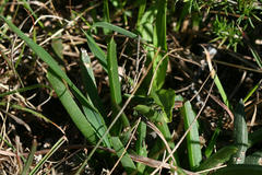 Acrodon subulatus