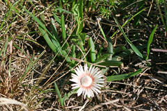 Acrodon subulatus