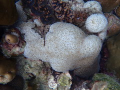 Physogyra lichtensteini