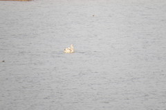 Pelecanus philippensis