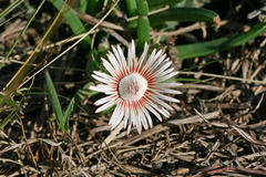 Acrodon subulatus