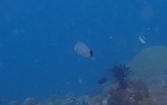 Siganus javus