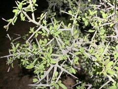 Sarcomphalus obtusifolius canescens