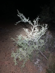 Sarcomphalus obtusifolius canescens