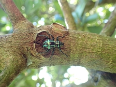 Pachyrhynchus jitanasaius