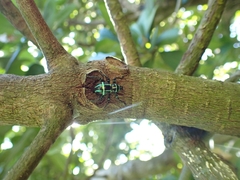 Pachyrhynchus jitanasaius