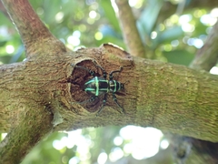 Pachyrhynchus jitanasaius