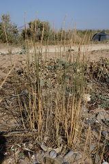 Thinopyrum bessarabicum