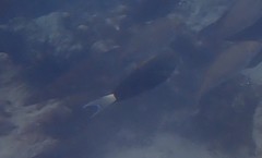 Acanthurus thompsoni