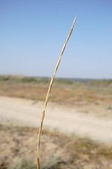 Thinopyrum bessarabicum