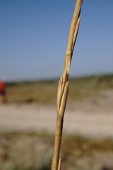 Thinopyrum bessarabicum