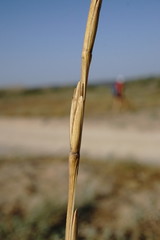 Thinopyrum bessarabicum