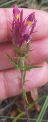 Melampyrum arvense