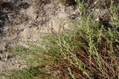 Artemisia arenaria